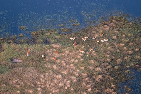 Herd of letschwe (Kobus leche), lychee bog antelope, riverbank, river landscape, aerial view,