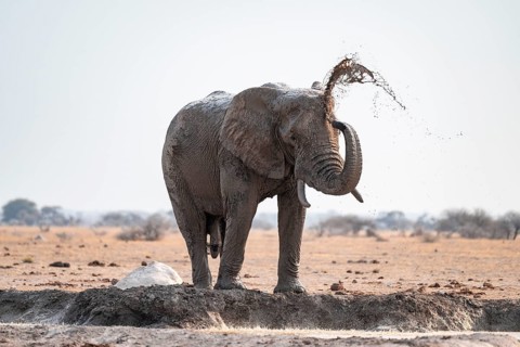 Male, African elephant (Loxodonta africana), mud bath at waterhole, Nxai Pan National Park,