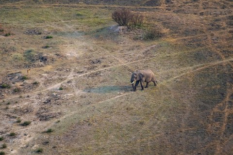 African elephant (Loxodonta africana) in dry savanna, aerial view, Okavango Delta, Botswana