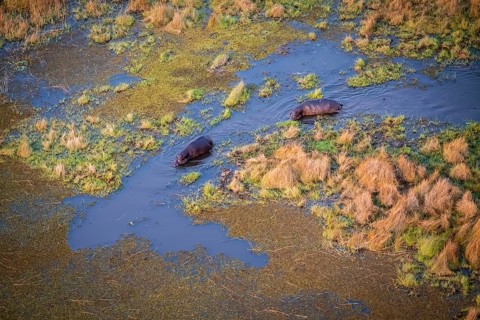 Two hippos (Hippopatamus amphibius) in water, swamp, aerial view, Okavango Delta, Botswana