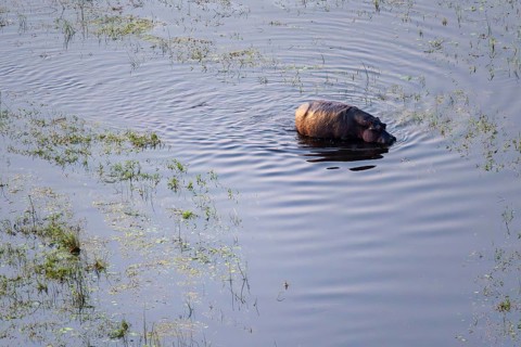 Single hippopatamus (Hippopatamus amphibius) in water, aerial view, Okavango Delta, Botswana