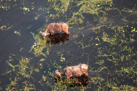Kaffir buffalo (Syncerus caffer caffer), Two animals drinking in the river, aerial view, Okavango