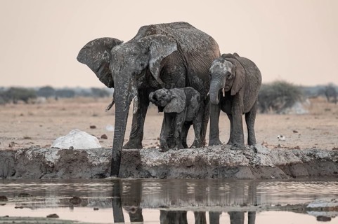 Animal family with baby elephant, African elephants (Loxodonta africana), drinking at the