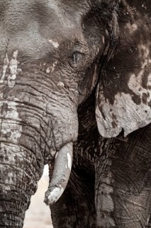 Animal Portrait, Dramatic African Elephant (Loxodonta africana), at a waterhole, Nxai Pan National