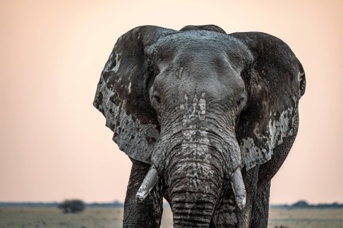 Animal Portrait, Dramatic African Elephant (Loxodonta africana), at a waterhole, Nxai Pan National