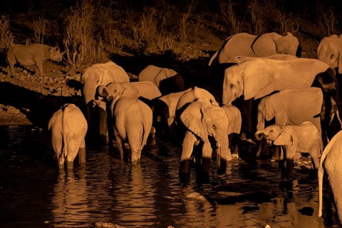 Night view, African elephant (Loxodonta africana), at Halali waterhole, Etosha National Park,