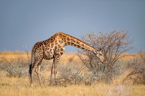 Angola giraffe (Giraffa giraffa angolensis), giraffe in dry savanna, Etosha National Park, Namibia