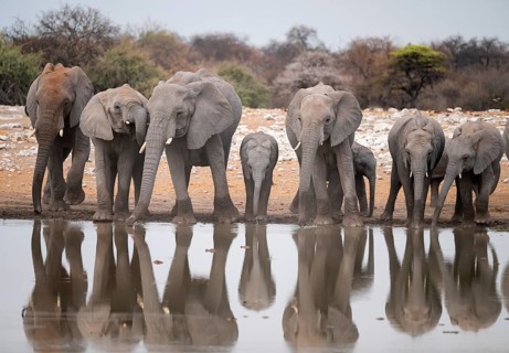 Herd of animals, animal family, African elephant (Loxodonta africana), drinking at a waterhole,