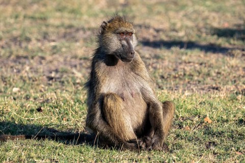 Chacma baboons (Papio ursinus), Ihaha, Chobe National Park, Botswana