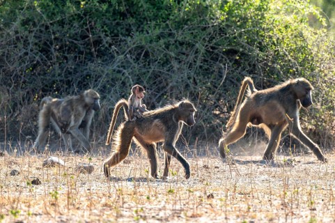 Chacma baboons (Papio ursinus) adults and young animals foraging, Ihaha, Chobe National Park