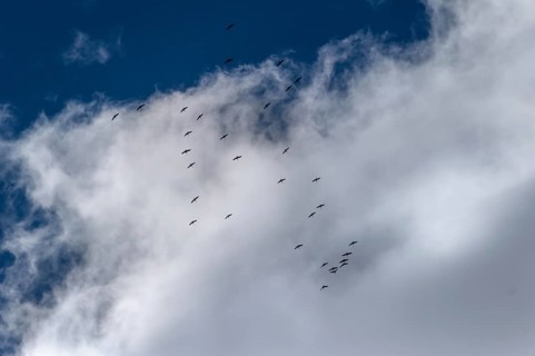 Cranes flying high up under clouds (Grus grus), Mecklenburg-Western Pomerania, Germany