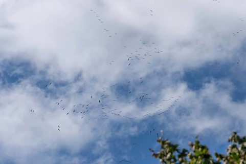 Cranes flying high up under clouds (Grus grus), Mecklenburg-Western Pomerania, Germany