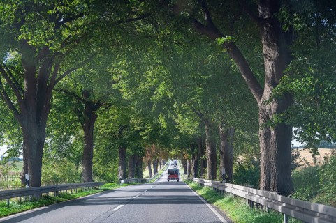 Lindenallee (Tilia) on the B4, Rehna, Mecklenburg-Western Pomerania