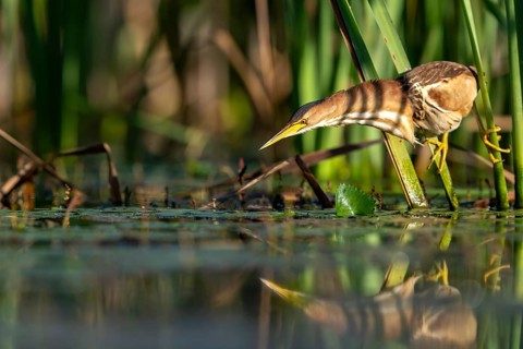 Little Bittern (Ixobrychus minutus), lurking in reeds, Race, Slovenia