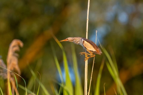 Little bittern (Ixobrychus minutus), lurking on reed stalks, Danube Delta, Romania