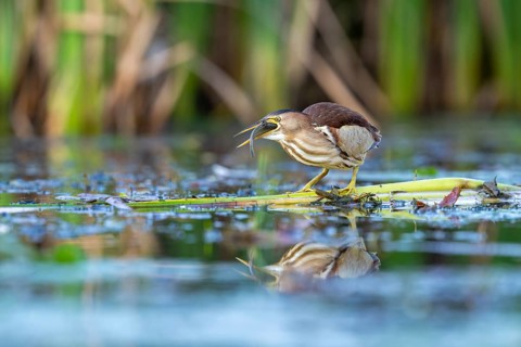 Little Bittern (Ixobrychus minutus), in reeds, with fish in its beak, Race, Slovenia
