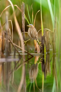 Little Bittern (Ixobrychus minutus), lurking in reeds, Race, Slovenia