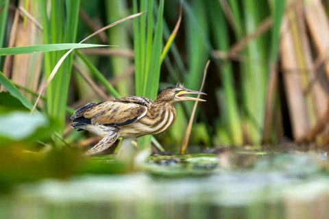 Little Bittern (Ixobrychus minutus) sitting on reed stalk, Race, Slovenia
