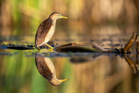 Little Bittern (Ixobrychus minutus), in water, with reflection, Race, Slovenia