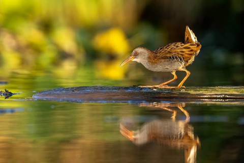 Water rail (Rallus aquaticus), on tree trunk in water, standing, warm colorful sunlight, Race,