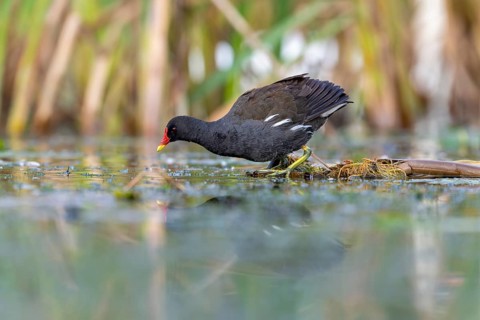 Pond grouse (Gallinula chloropus) .on the water, Race, Slovenia