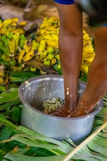 Local man, production of banana juice and banana schnapps, banana plantation, near Fort Portal,