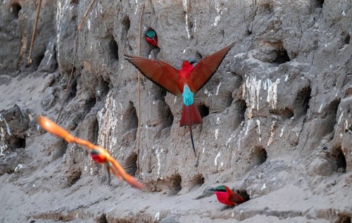 Breeding caves on the banks of the Kwando, Southern carmine bee-eater (Merops nubicoides),