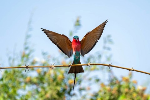 Scarlet Pint (Merops nubicoides), bee-eater lands on branch, Okavango Delta, Moremi Game Reserve,