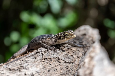 Female Siedleragame (Agama Agama), Epupa, Namibia