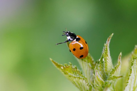 Seven-spotted ladybird (Coccinella septempunctata), Germany