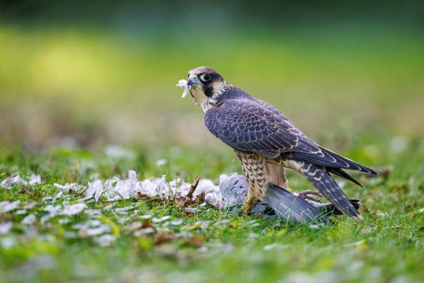 Peregrine Falcon (Falco peregrinus), Germany