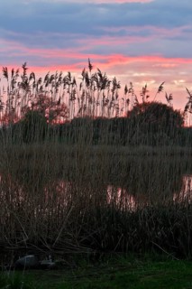Romantic sunset with reeds and pink sky over the river, Peenetal nature park Park,