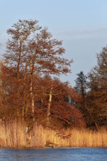 Alder trees in spring and reeds in warm light, Peenetal nature park Park, Mecklenburg-Vorpommern,