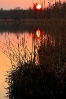 Sunset behind reeds with orange sky and reflections in water, Peenetal nature park Park,