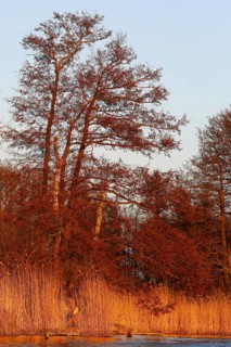 Alder trees in spring and reeds on the river in the warm light of the setting sun, Peenetal nature