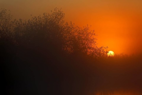 Mystical sunset behind treetops with orange fog, Peenetal nature park Park, Mecklenburg-Western