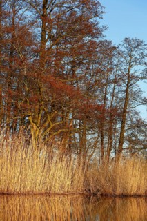 Alder trees in spring with river and reeds under blue sky, Peenetal nature park Park,