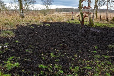 Wallow of wild boars, a swampy area with grass, moor and scattered trees under cloudy skies,