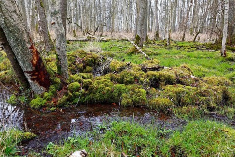 Moorland, trees with moss in a humid forest along a small watercourse, Peenetal nature park Park,