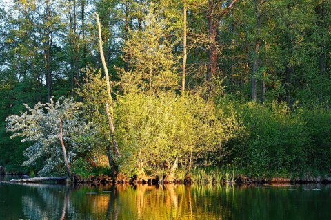 Bright sunlight falls on plants on the riverbank, surrounded by forests, Peenetal nature park Park,