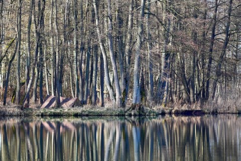 Alder quarry forest in spring, hidden camp of a nature photographer, A dense forest is reflected