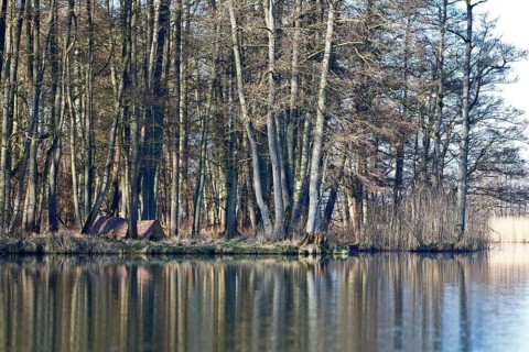 Alder quarry forest in spring, hidden camp of a nature photographer, trees in the forest are