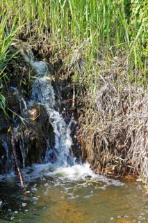 Moor outlet, small waterfall in a stream surrounded by lush reeds and vegetation, Peenetal nature