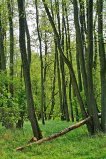 Alder quarry forest in spring, green trees and grass in a quiet forest, Peenetal nature park Park,