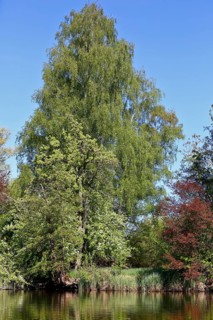 Large birch tree on the banks of a river under a blue sky, Peenetal nature park Park,