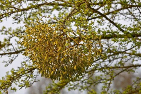 Detailed view of mistletoe in a tree during spring, Peenetal nature park Park, Mecklenburg-Western
