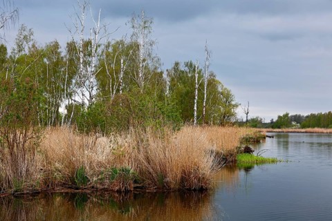 Calm river with reeds, birches and cloudy sky in the background, Peenetal nature park Park,
