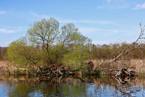 Fallen trees in the riparian region under blue sky, Peenetal nature park Park, Mecklenburg-Western