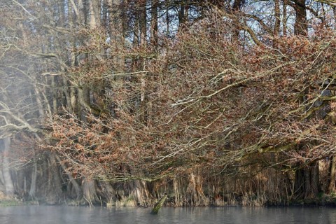Dense alder forest in spring, foggy atmosphere over calm water, Peenetal nature park Park,