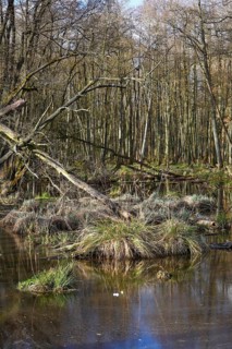 Alder quarry forest in spring, a swampy forest with bare trees and water areas, Peenetal nature